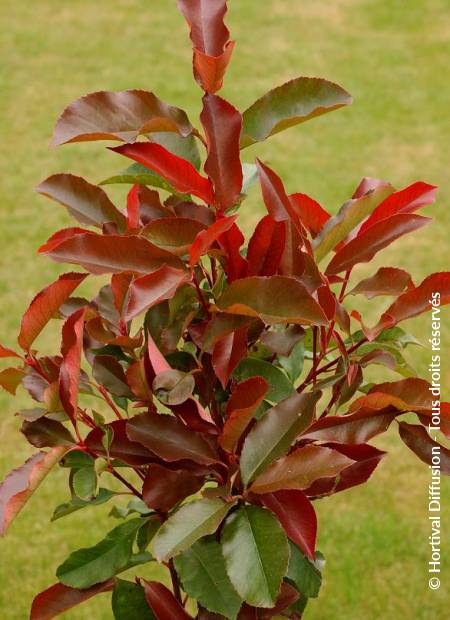 © Hortival Diffusion - Tous droits réservés