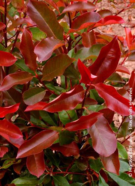 © Hortival Diffusion - Tous droits réservés