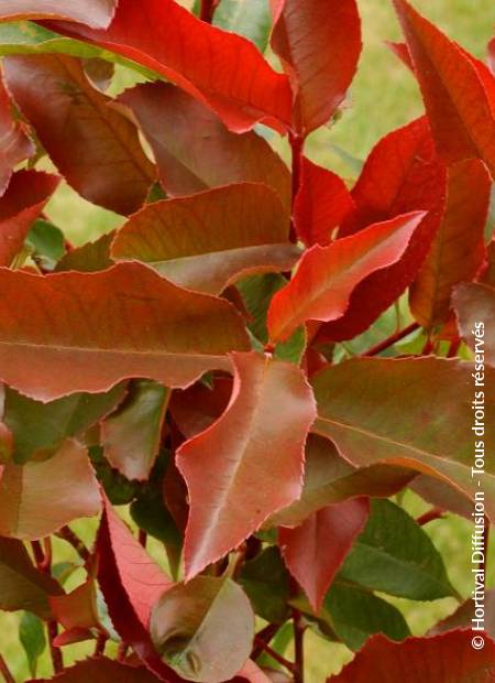 © Hortival Diffusion - Tous droits réservés