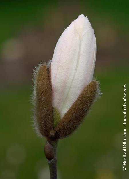 © Hortival Diffusion - Tous droits réservés