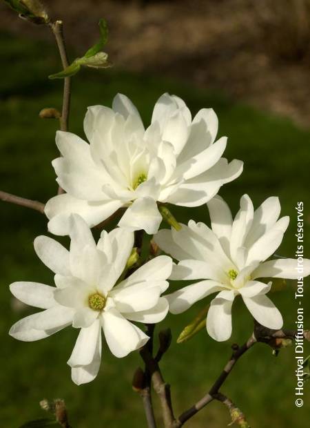 © Hortival Diffusion - Tous droits réservés