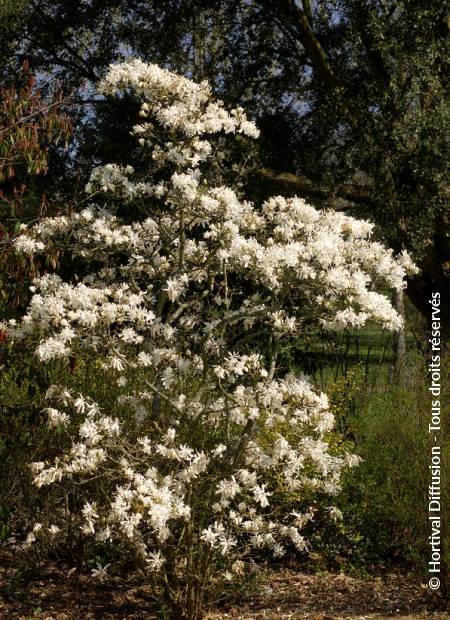 © Hortival Diffusion - Tous droits réservés