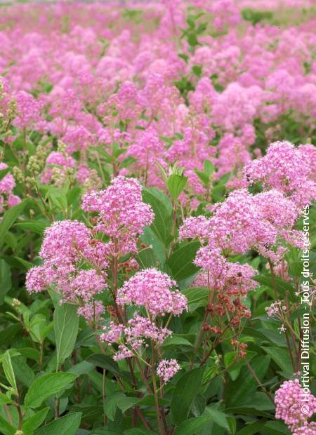 © Hortival Diffusion - Tous droits réservés