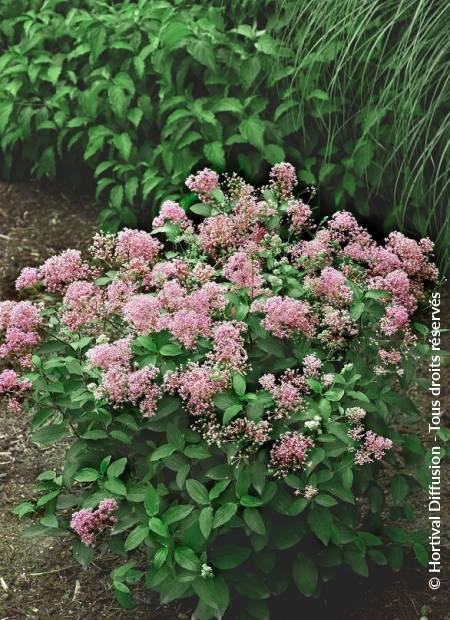 © Hortival Diffusion - Tous droits réservés