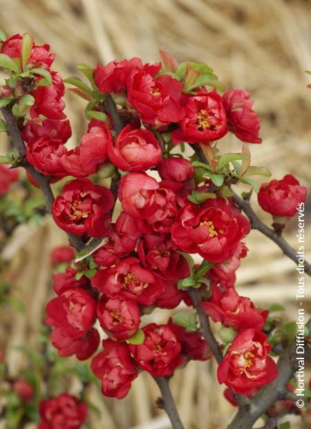 © Hortival Diffusion - Tous droits réservés