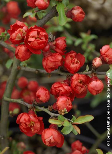 © Hortival Diffusion - Tous droits réservés