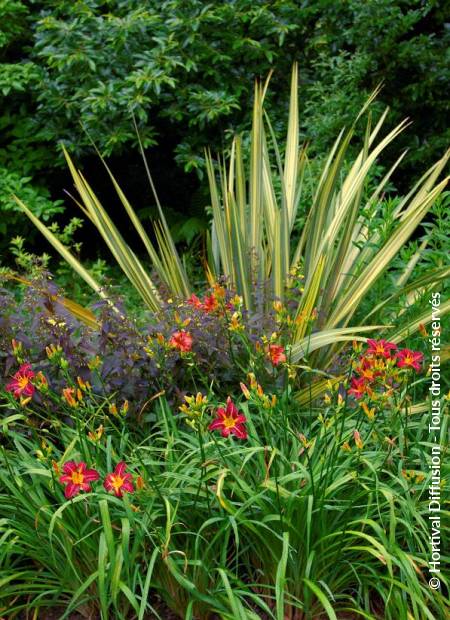 © Hortival Diffusion - Tous droits réservés