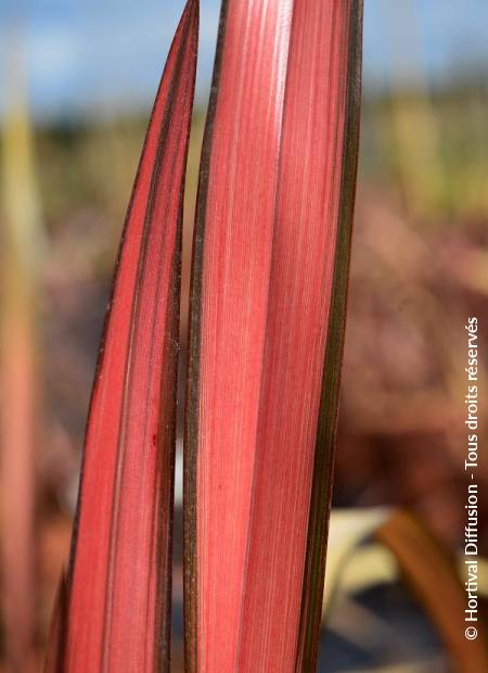 © Hortival Diffusion - Tous droits réservés