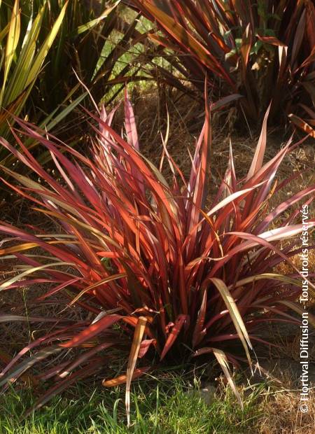 © Hortival Diffusion - Tous droits réservés