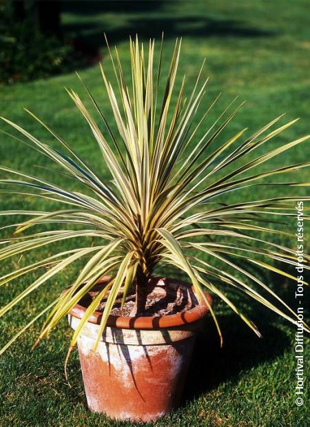 © Hortival Diffusion - Tous droits réservés