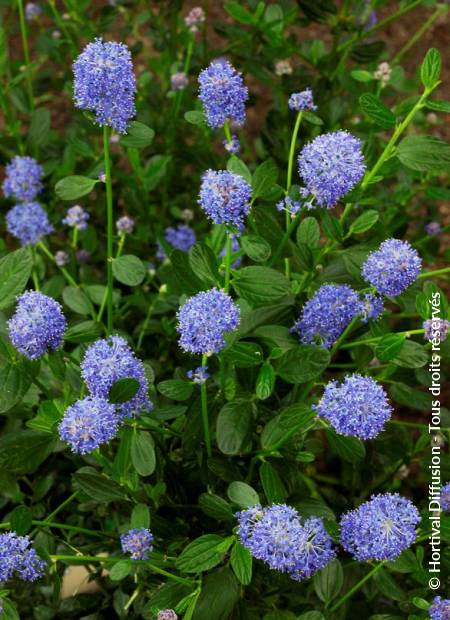 © Hortival Diffusion - Tous droits réservés