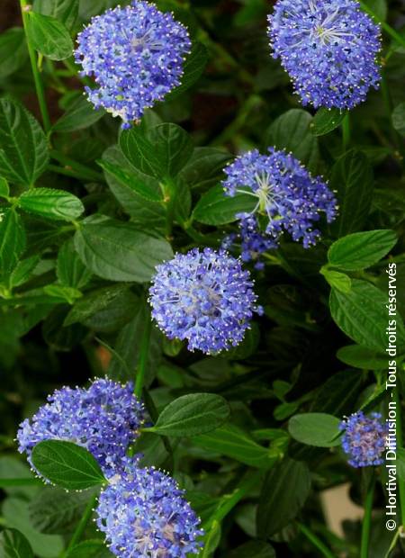 © Hortival Diffusion - Tous droits réservés