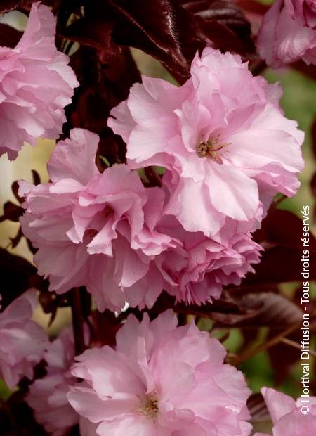 PRUNUS 'ROYAL BURGUNDY' | Minier Solution Pro