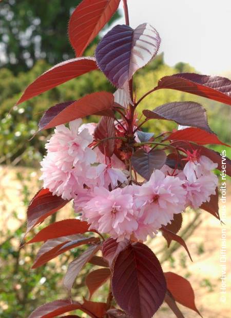 © Hortival Diffusion - Tous droits réservés