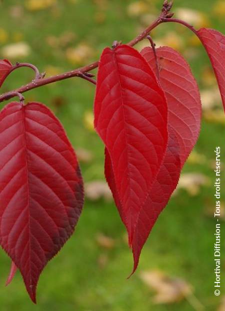 © Hortival Diffusion - Tous droits réservés