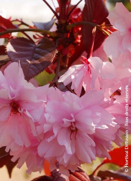 © Hortival Diffusion - Tous droits réservés