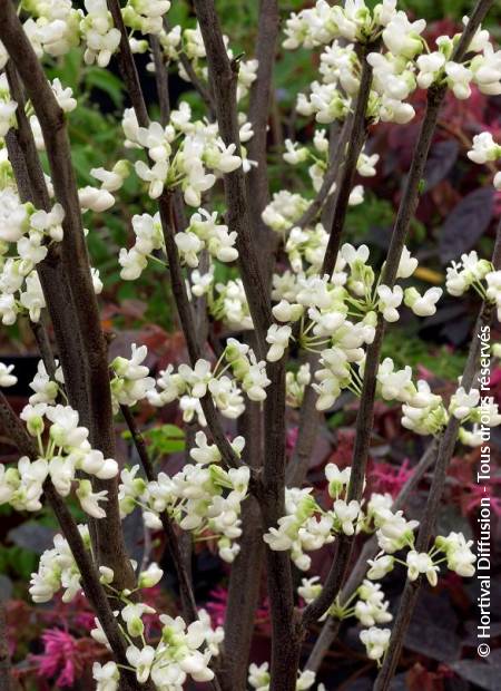 © Hortival Diffusion - Tous droits réservés