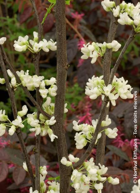 © Hortival Diffusion - Tous droits réservés