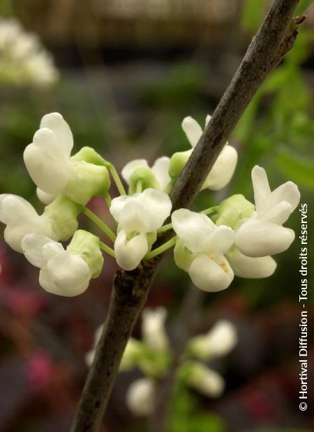 © Hortival Diffusion - Tous droits réservés