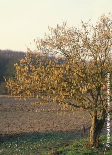 © Hortival Diffusion - Tous droits réservés