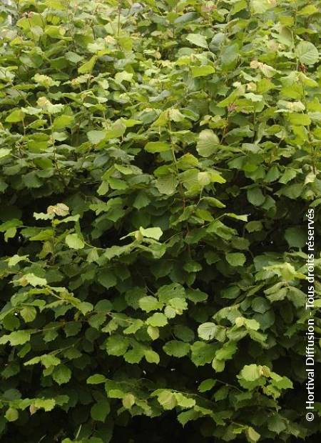 © Hortival Diffusion - Tous droits réservés