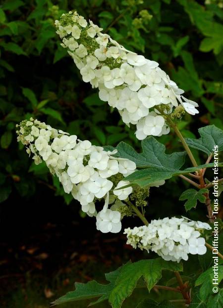 © Hortival Diffusion - Tous droits réservés