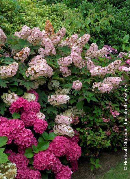 © Hortival Diffusion - Tous droits réservés