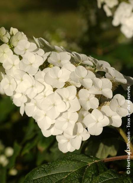 © Hortival Diffusion - Tous droits réservés