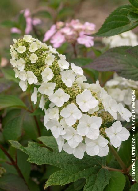 © Hortival Diffusion - Tous droits réservés