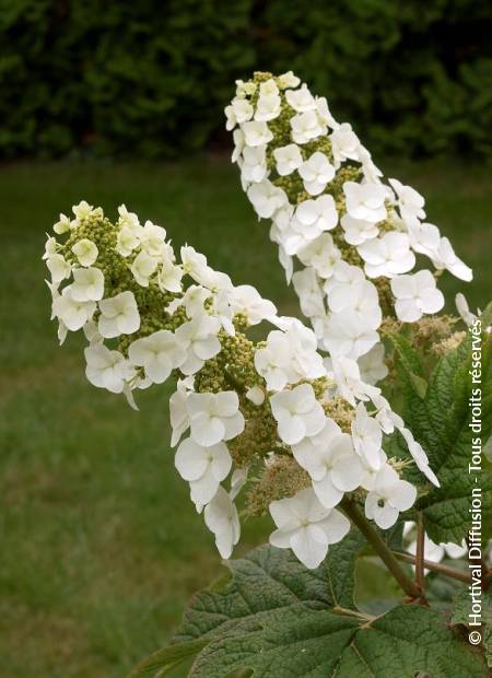 © Hortival Diffusion - Tous droits réservés