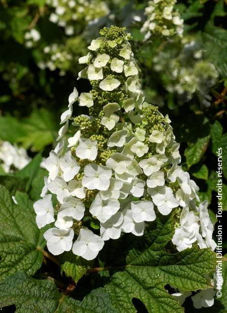 © Hortival Diffusion - Tous droits réservés