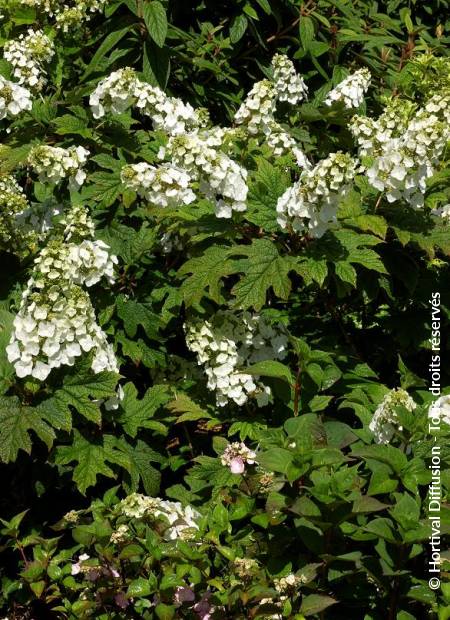 © Hortival Diffusion - Tous droits réservés