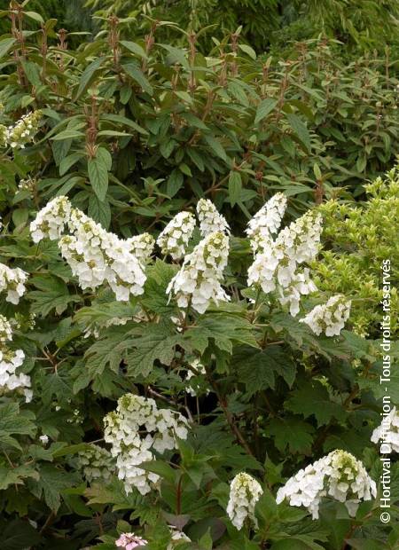 © Hortival Diffusion - Tous droits réservés