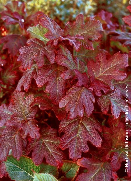 © Hortival Diffusion - Tous droits réservés