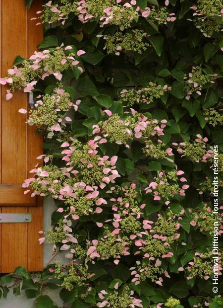 © Hortival Diffusion - Tous droits réservés