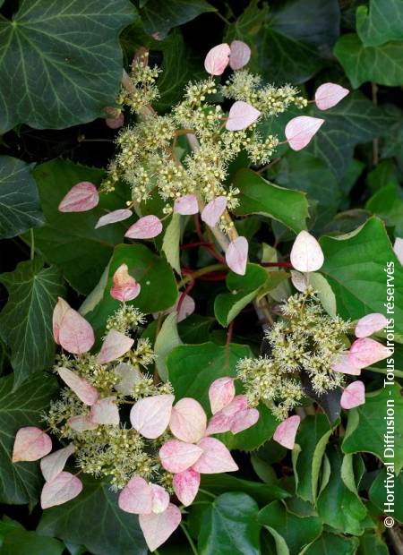 © Hortival Diffusion - Tous droits réservés