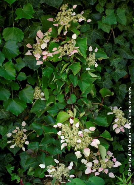 © Hortival Diffusion - Tous droits réservés