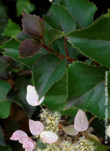 © Hortival Diffusion - Tous droits réservés