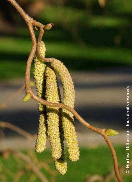 © Hortival Diffusion - Tous droits réservés
