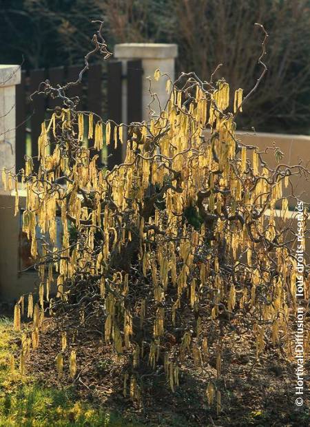 © Hortival Diffusion - Tous droits réservés