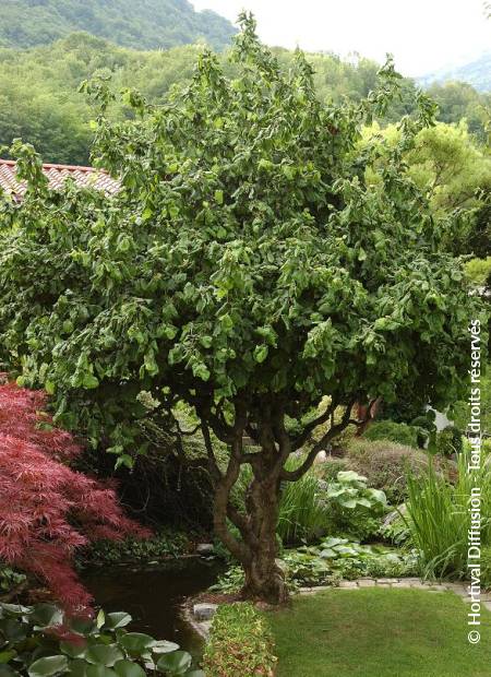 © Hortival Diffusion - Tous droits réservés