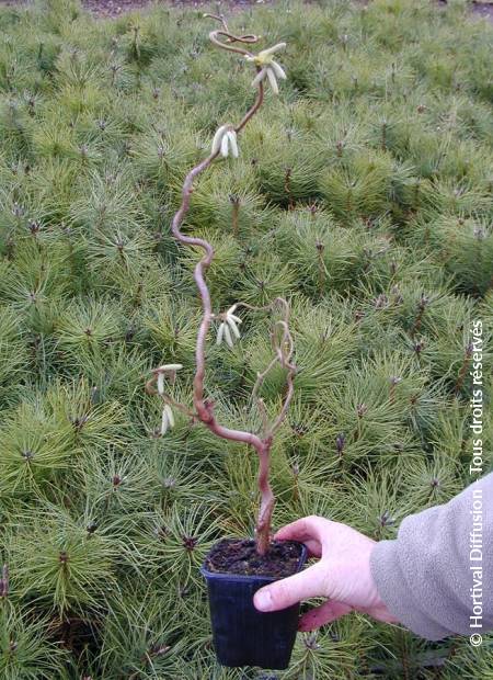 © Hortival Diffusion - Tous droits réservés