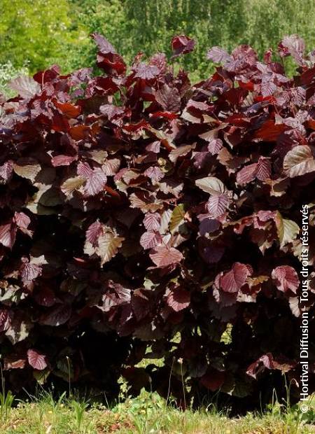 © Hortival Diffusion - Tous droits réservés