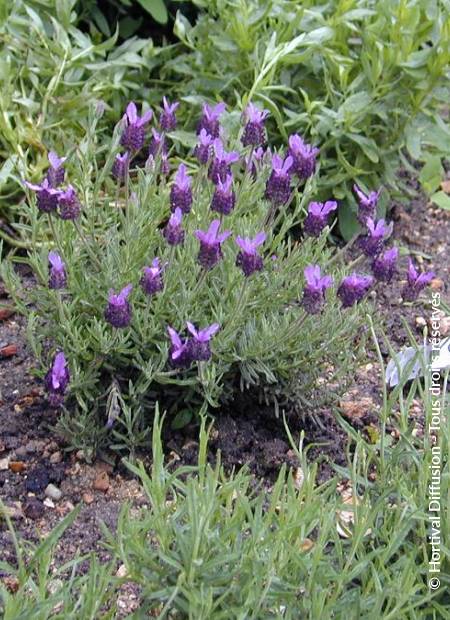 © Hortival Diffusion - Tous droits réservés