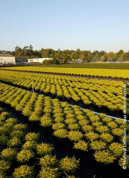 © Hortival Diffusion - Tous droits réservés