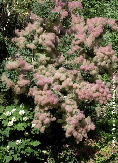 © Hortival Diffusion - Tous droits réservés