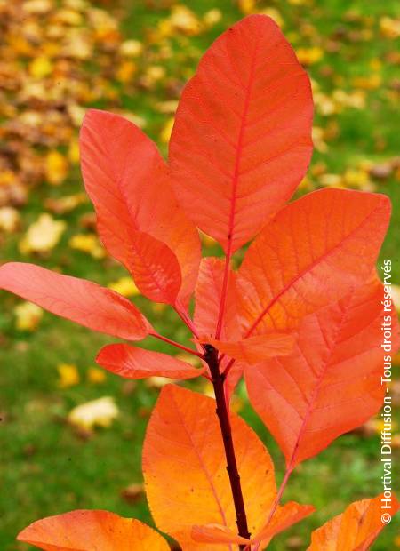 © Hortival Diffusion - Tous droits réservés