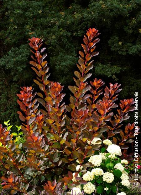 © Hortival Diffusion - Tous droits réservés