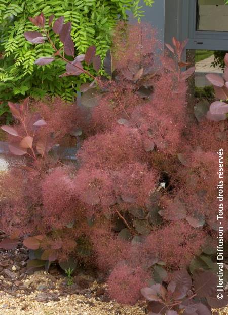 © Hortival Diffusion - Tous droits réservés