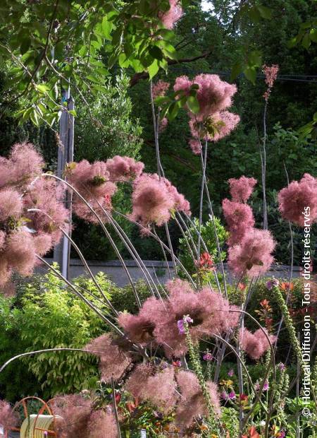 © Hortival Diffusion - Tous droits réservés